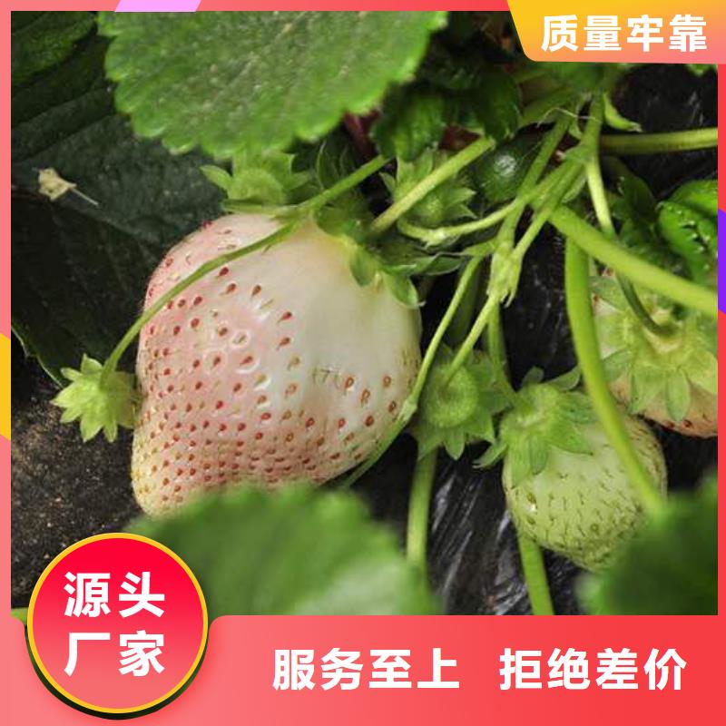 可信賴的草莓生產廠家多種規(guī)格庫存充足