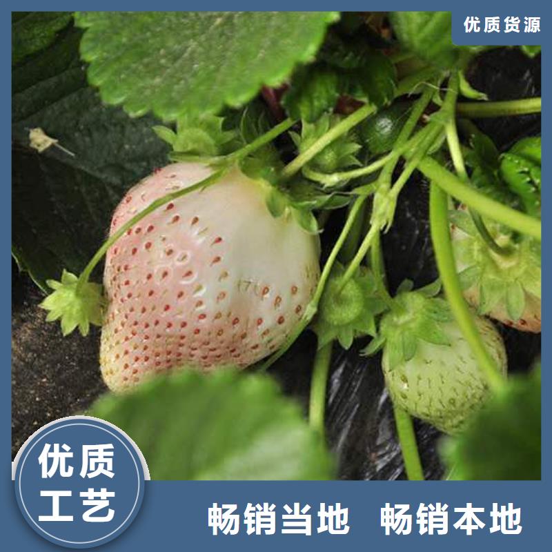 草莓一站式服務(wù)
