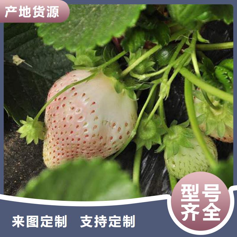 草莓批發(fā)定制