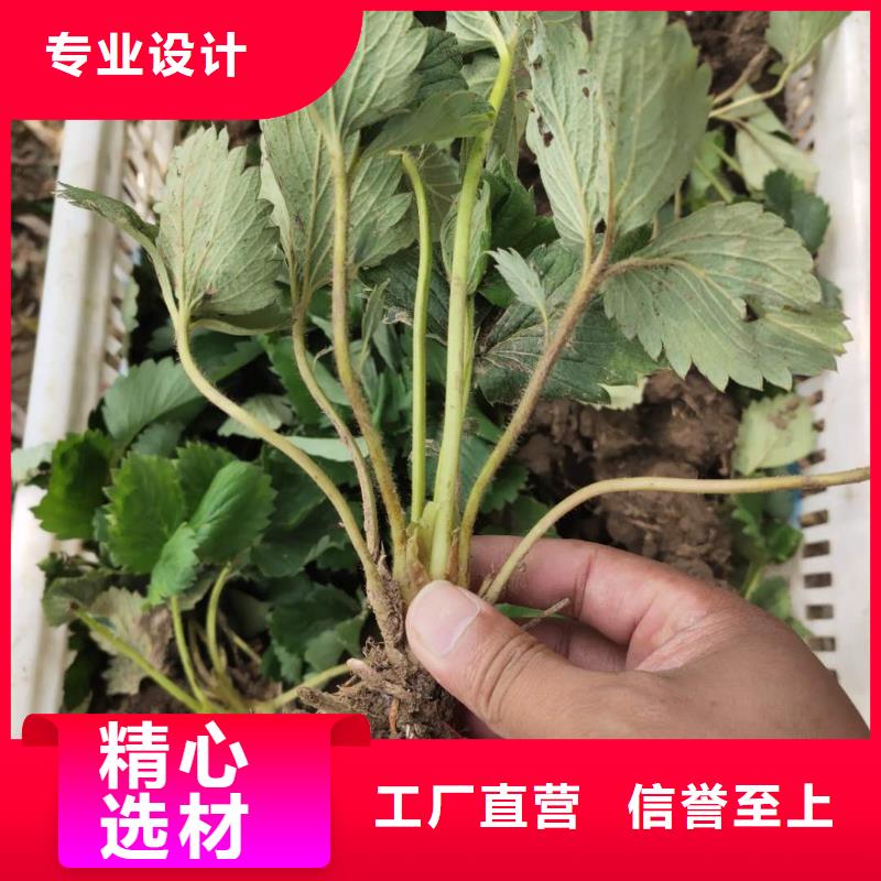 草莓質(zhì)高價(jià)優(yōu)