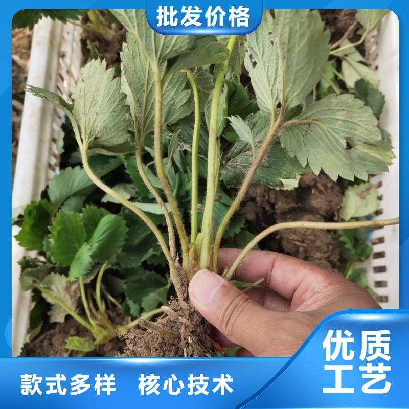 草莓-草莓歡迎您