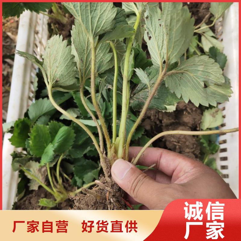 現(xiàn)貨充足的草莓廠家