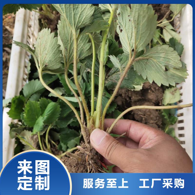 草莓|草莓-廠家批發(fā)全品類現(xiàn)貨