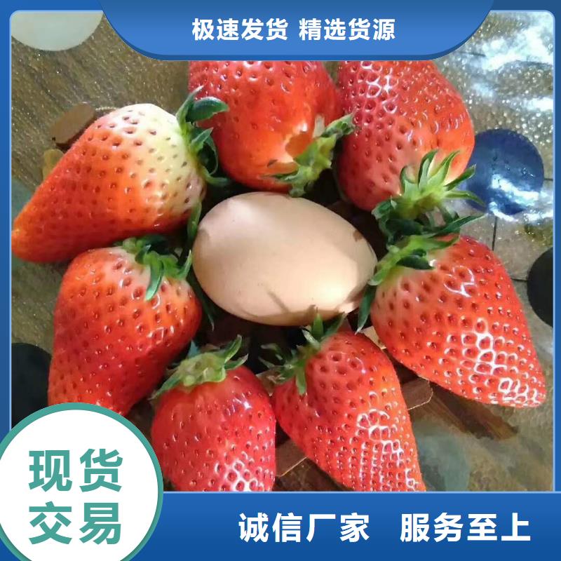常年供應(yīng)草莓-大型廠家