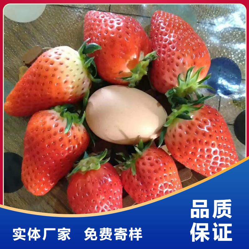 草莓品牌保證按需定做