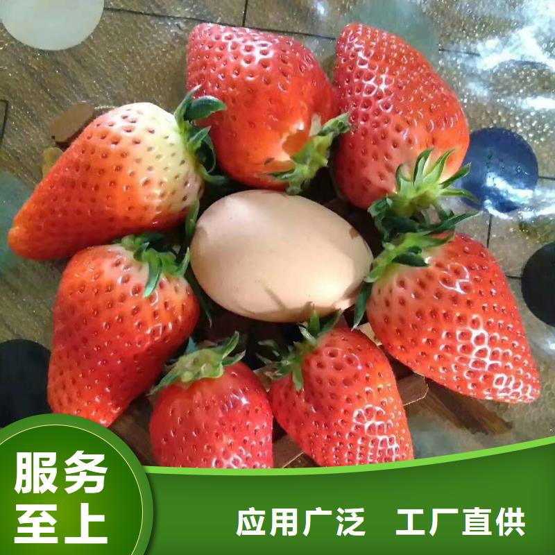 草莓-值得信任