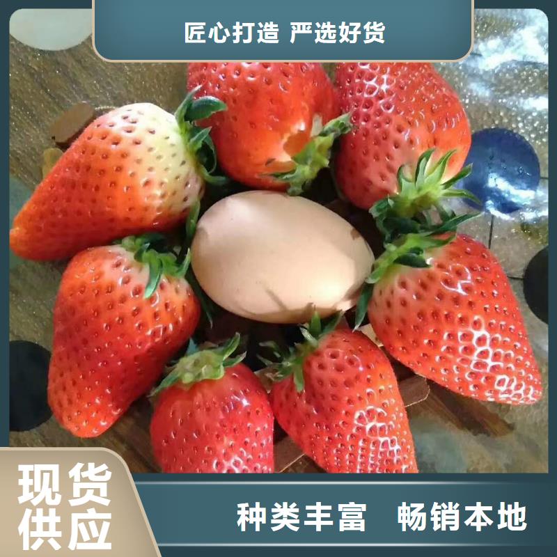 草莓一站式服務(wù)