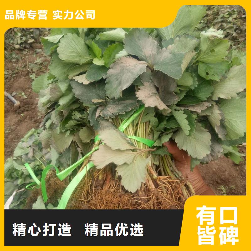 草莓-值得信賴