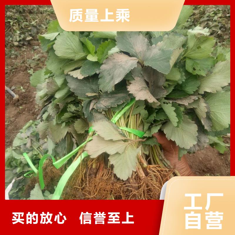 草莓-草莓保量