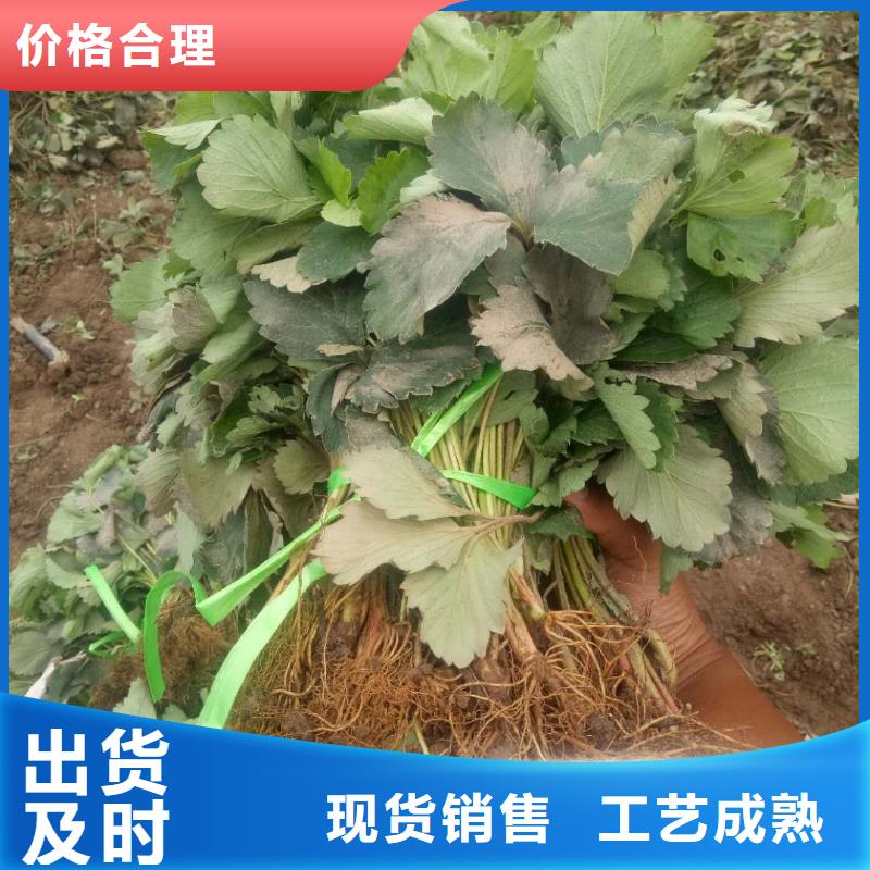 草莓價(jià)格合理廠家規(guī)格全