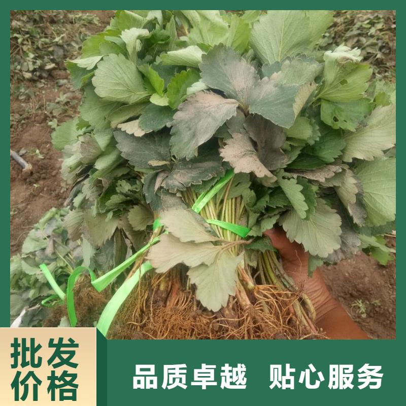 草莓廠家-可來廠考察