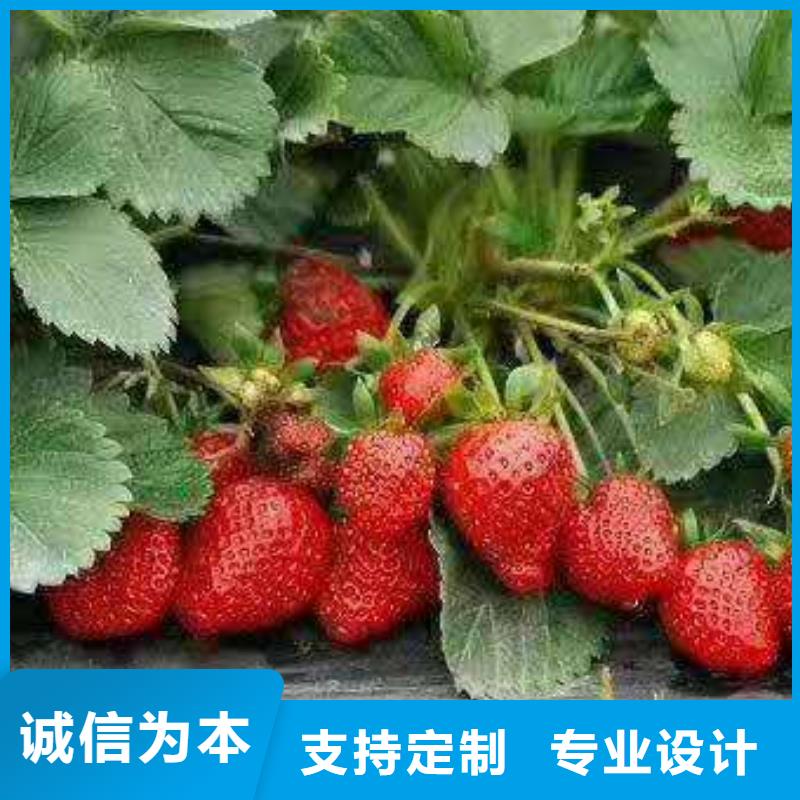 經(jīng)驗(yàn)豐富的草莓批發(fā)商