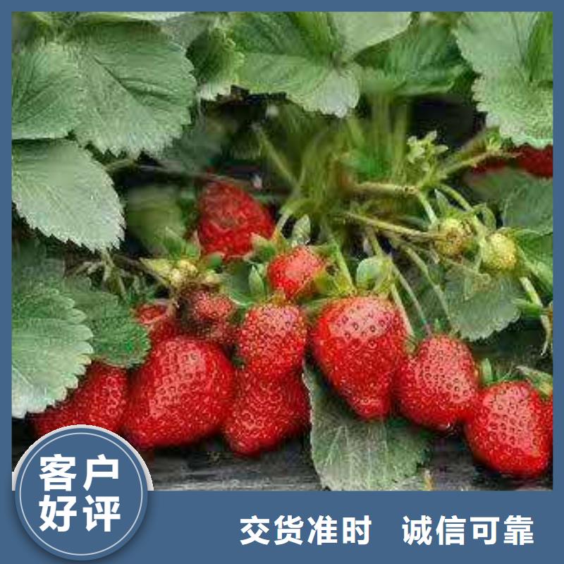 草莓可配送到廠