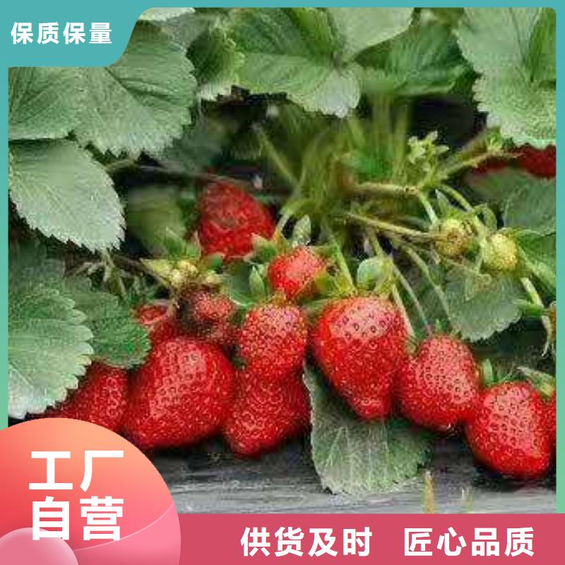 草莓專業(yè)生產(chǎn)廠家