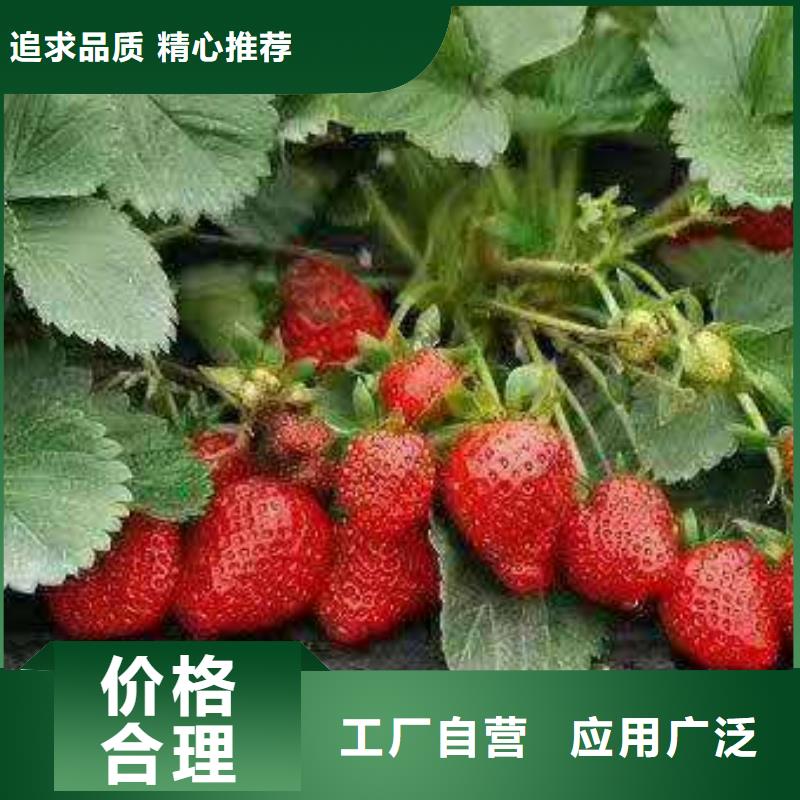 賣草莓的實(shí)力廠家價(jià)格公道合理