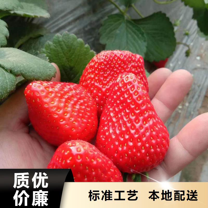 草莓公司歡迎您多年經(jīng)驗(yàn)值得信賴(lài)