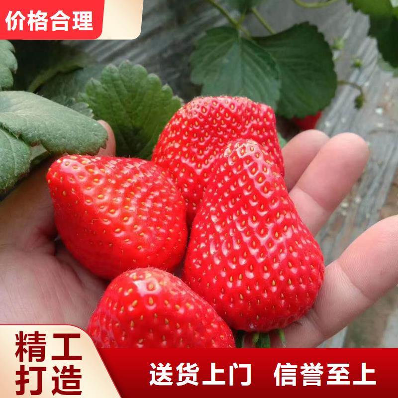 草莓一站式服務(wù)