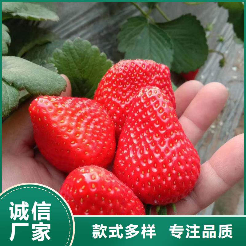 2025現(xiàn)貨供應(yīng)##草莓##型號齊全