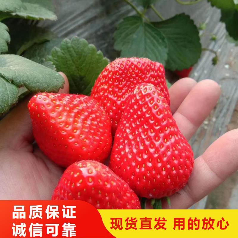 常年供應(yīng)草莓-保質(zhì)