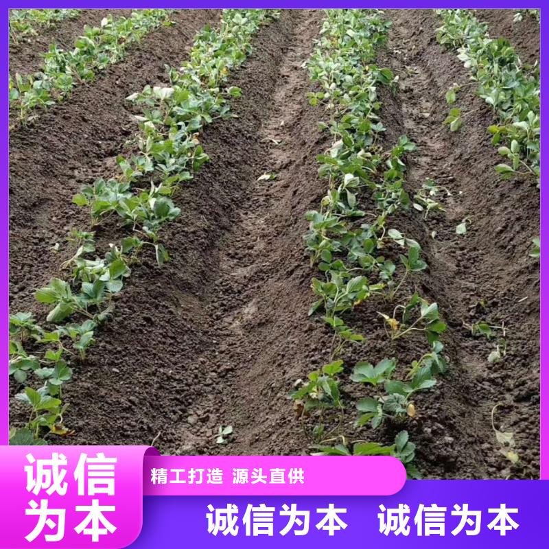 草莓價(jià)格-定制_潤鑫苗木種植銷售中心