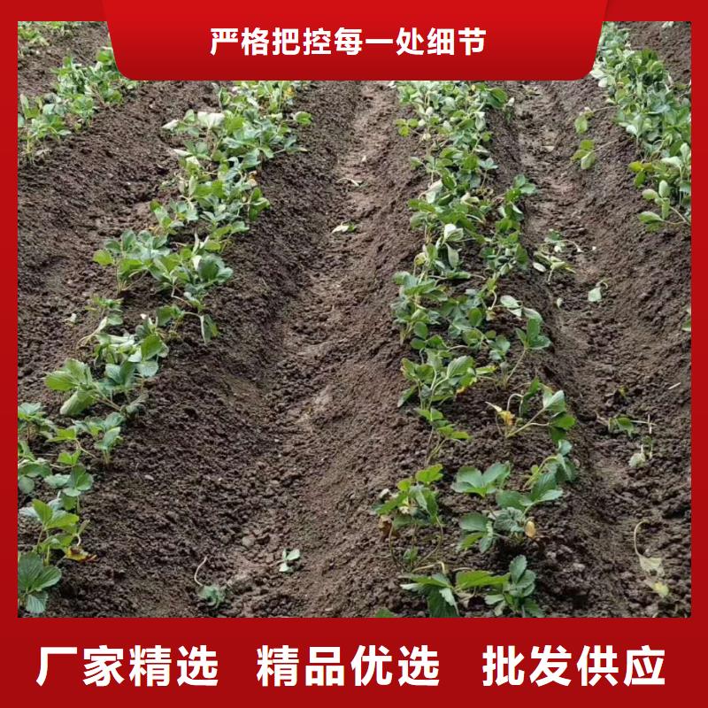 草莓品質(zhì)同城品牌