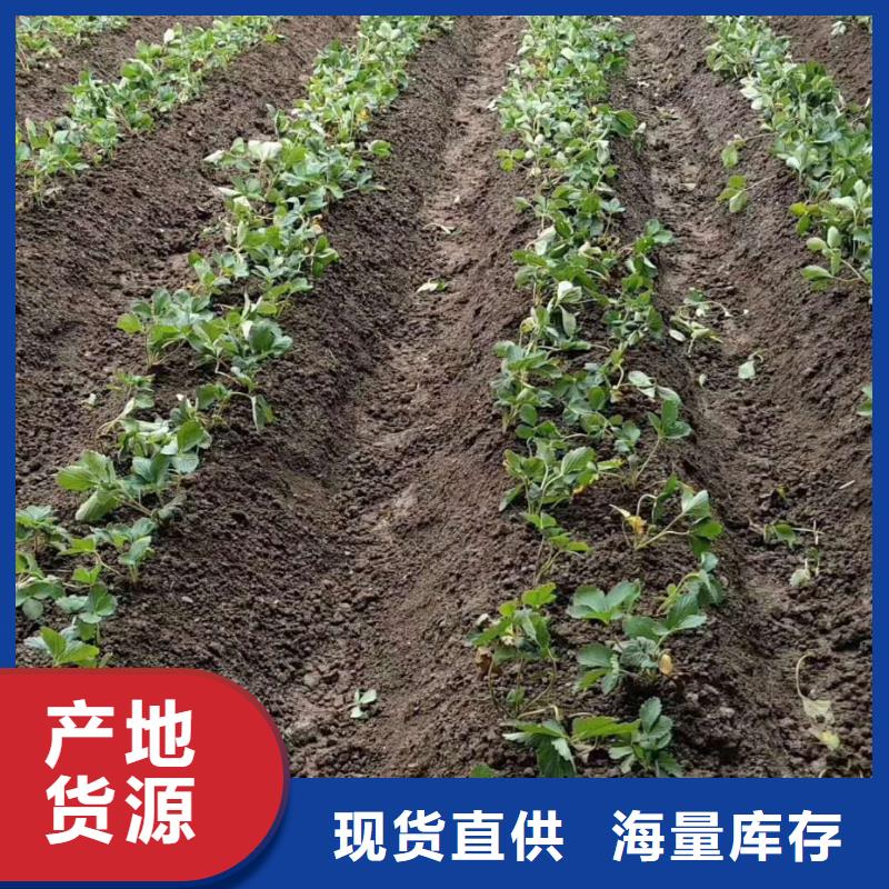 草莓廠家直售