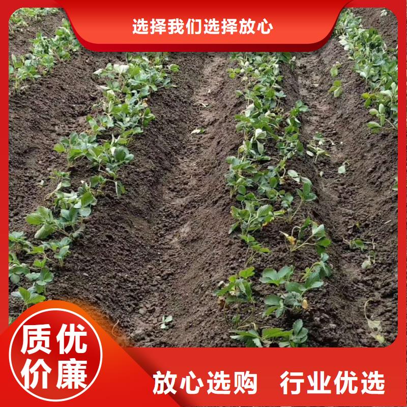 草莓本地廠家擁有多家成功案例