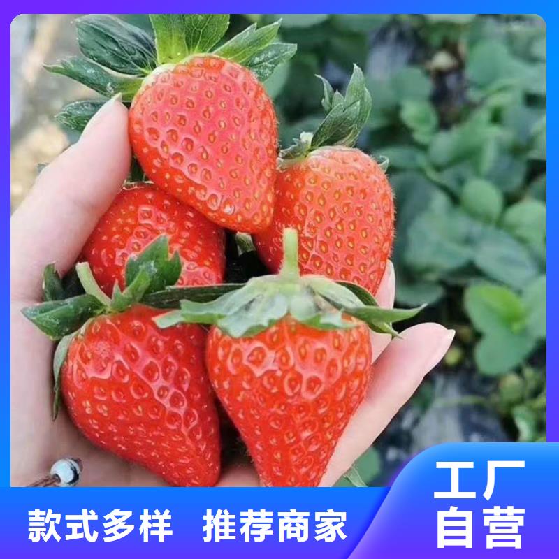 草莓_多年生產(chǎn)經(jīng)驗
