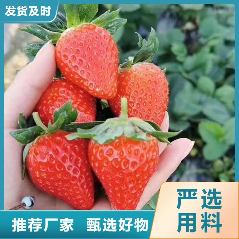 【草莓】廠家廠家技術(shù)完善