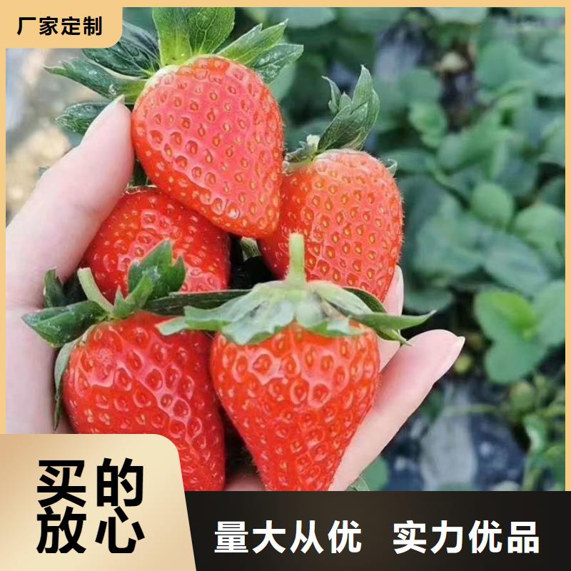 采購草莓必看-價格低