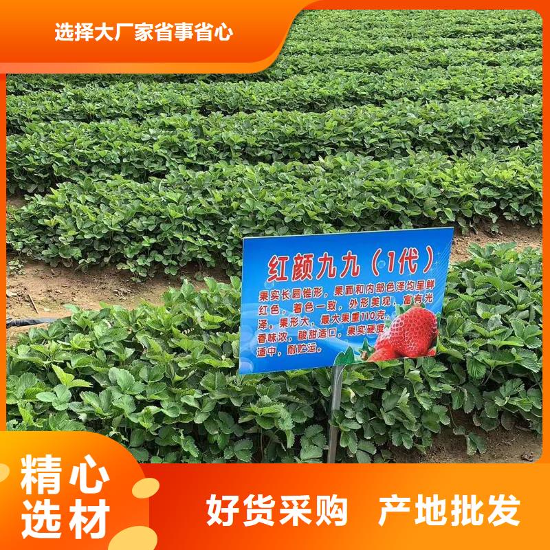 草莓生產(chǎn)經(jīng)驗(yàn)豐富的廠家