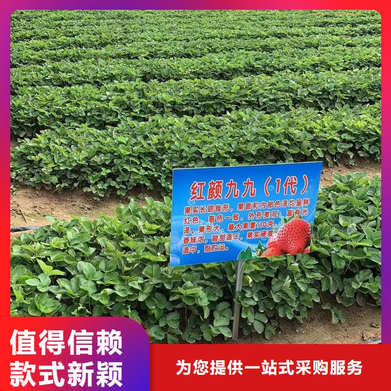 草莓銷量高同城生產(chǎn)商