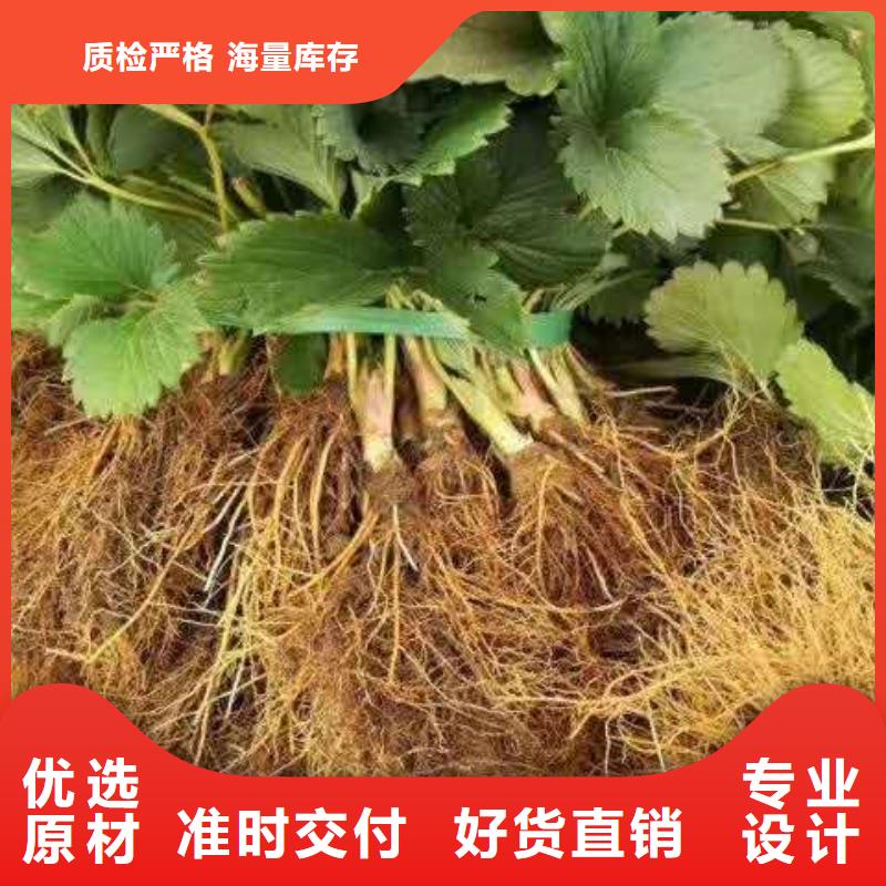 草莓優(yōu)質(zhì)品牌擁有多家成功案例