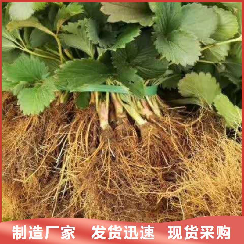 草莓-踏踏實(shí)實(shí)做產(chǎn)品