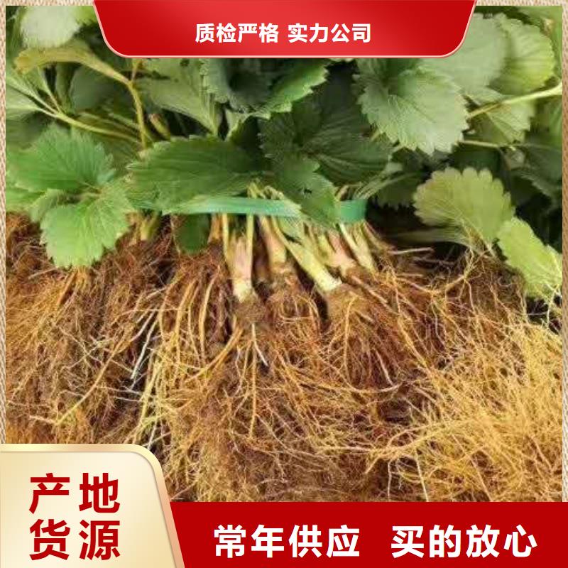 草莓-草莓保量