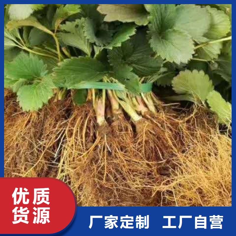 草莓生產(chǎn)經(jīng)驗(yàn)豐富的廠家