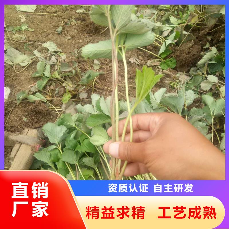 性價比高的草莓廠家