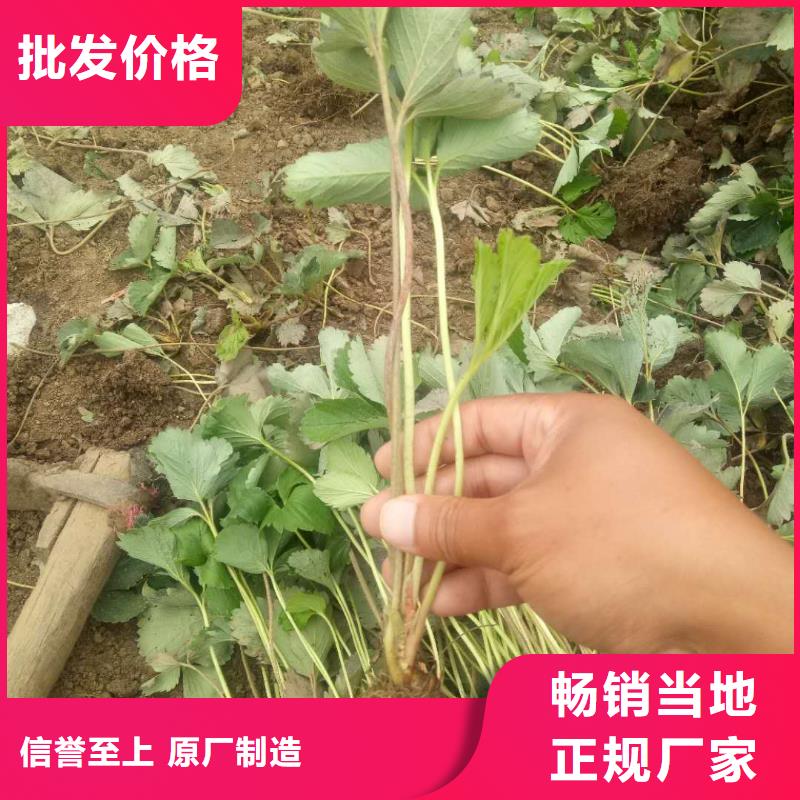 有現(xiàn)貨的草莓基地直銷廠家