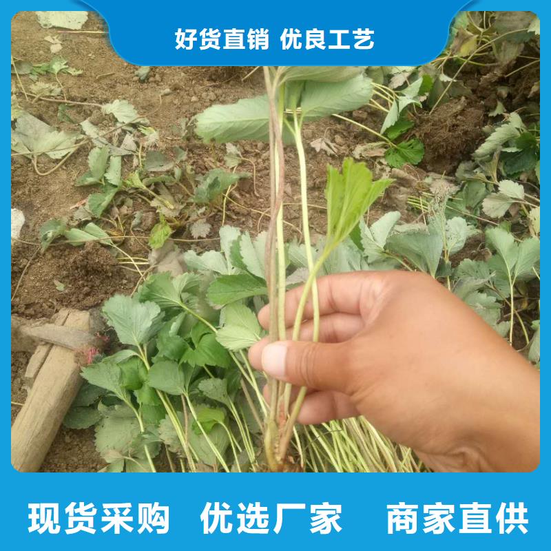草莓一站式服務(wù)