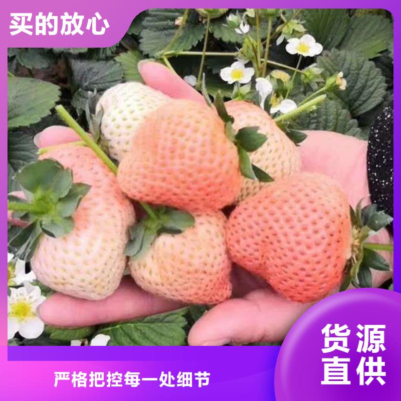 采購草莓必看-專業(yè)品質(zhì)定制不額外收費