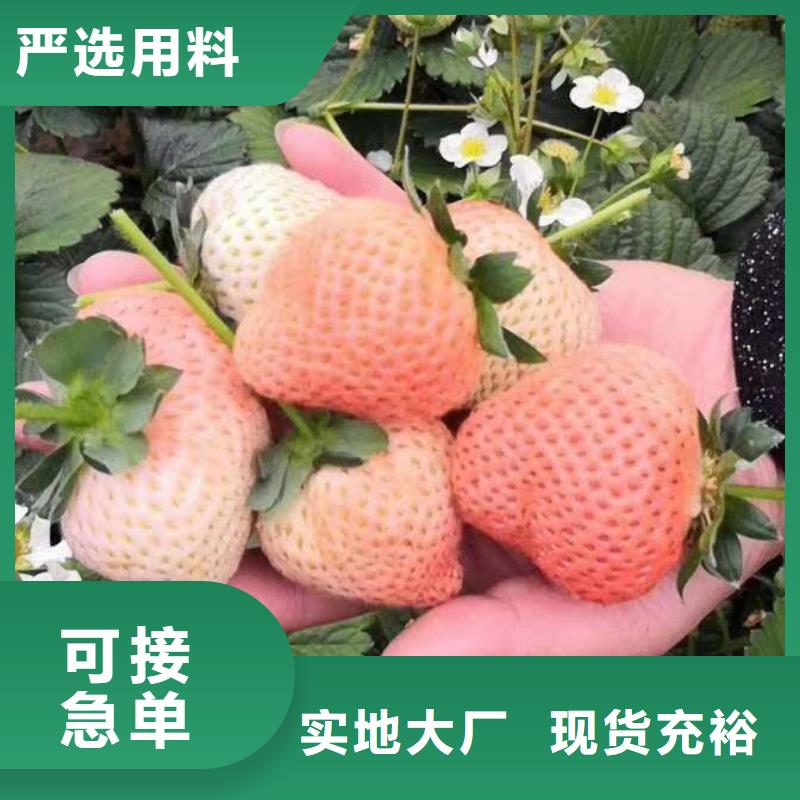 草莓知識(shí)