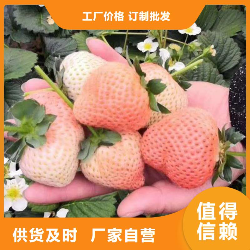 草莓-草莓價格實惠