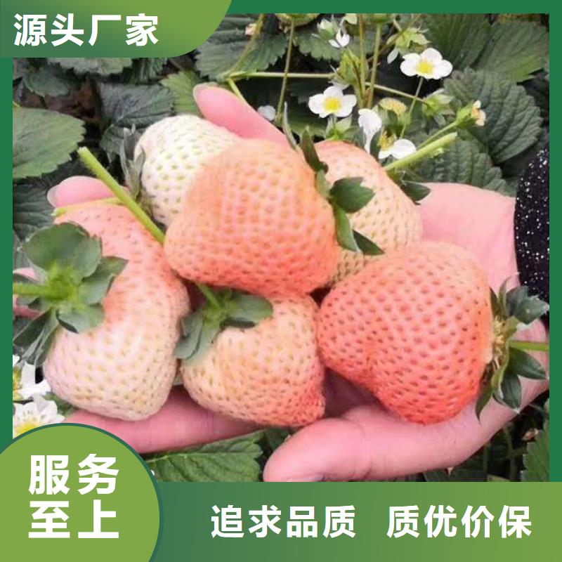 草莓制造廠家品質(zhì)之選