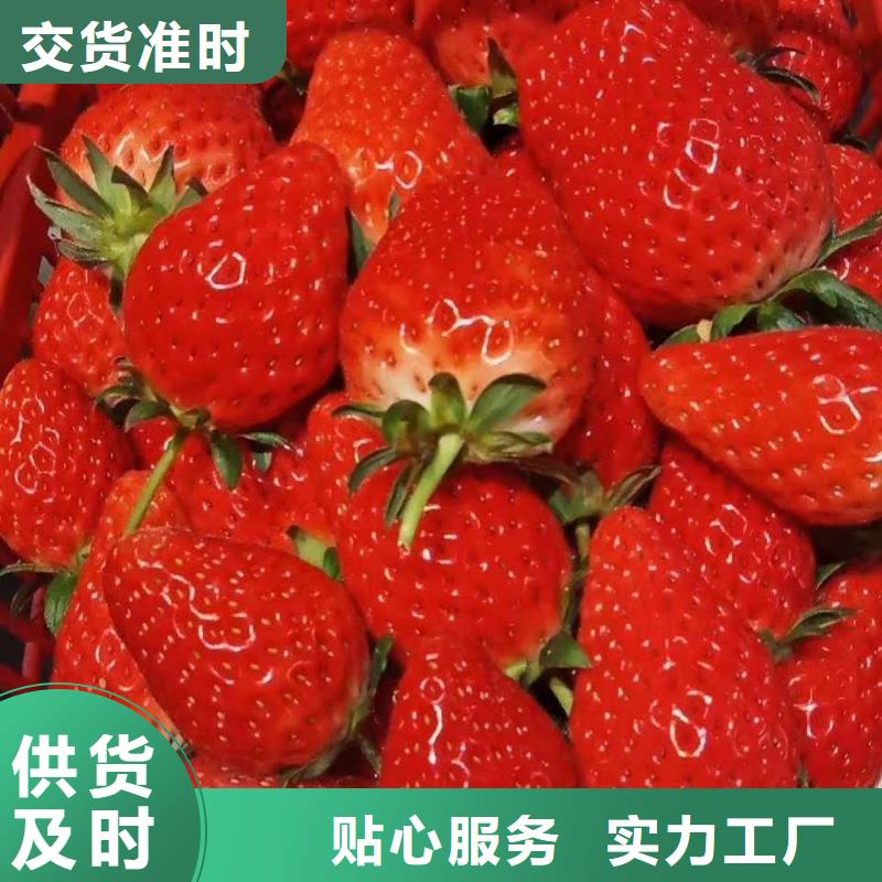 草莓生產(chǎn)經(jīng)驗(yàn)豐富的廠家