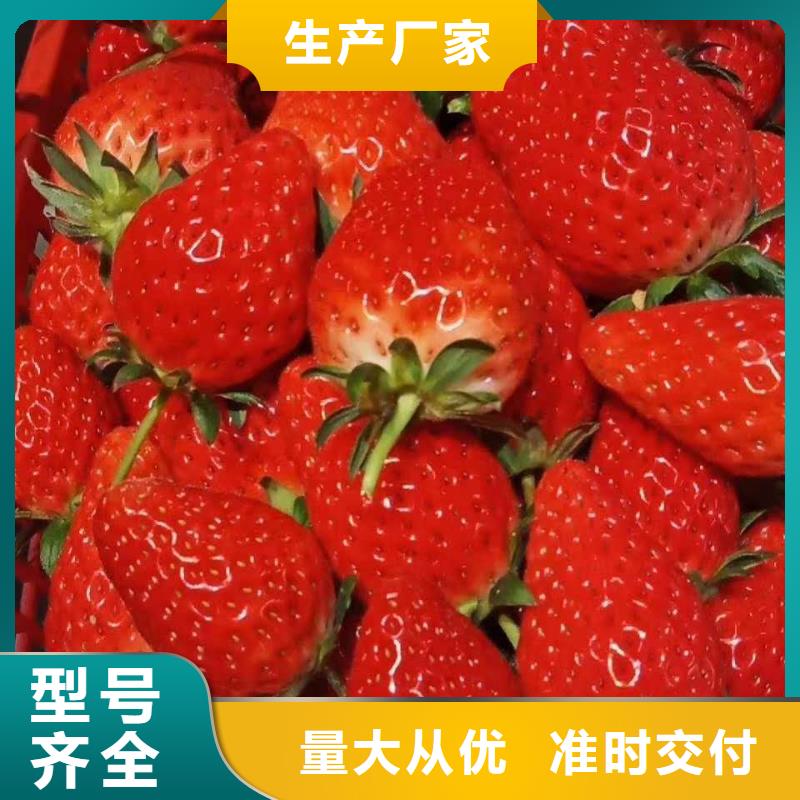 有現(xiàn)貨的草莓供應(yīng)商