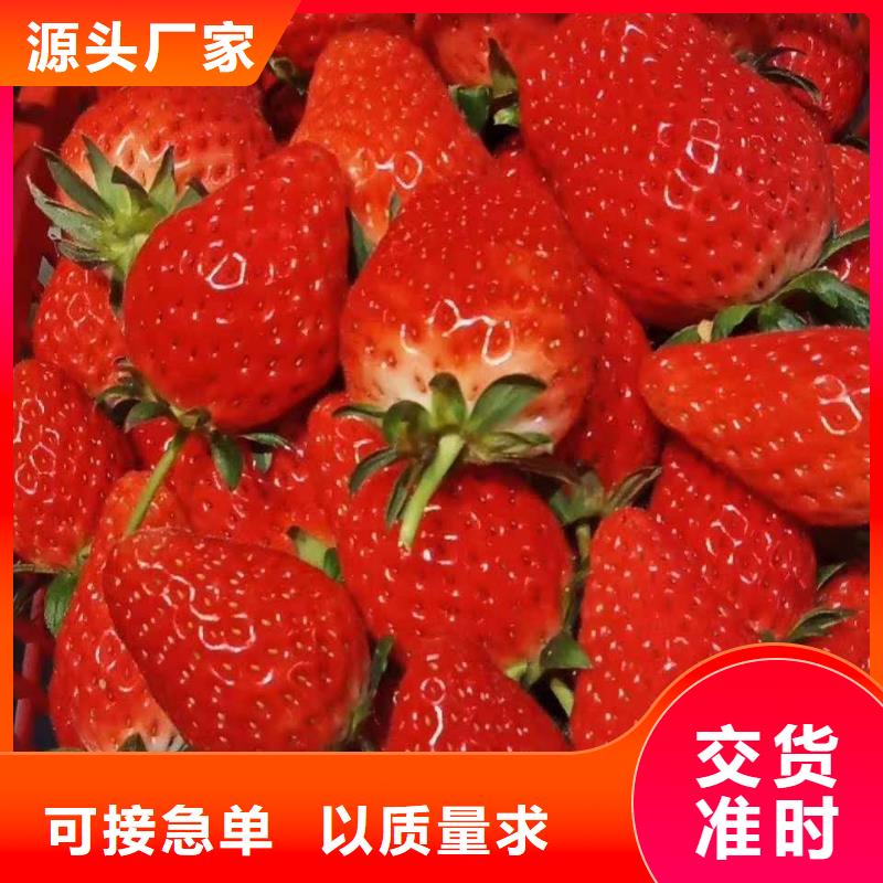 草莓現(xiàn)貨全國配送廠家