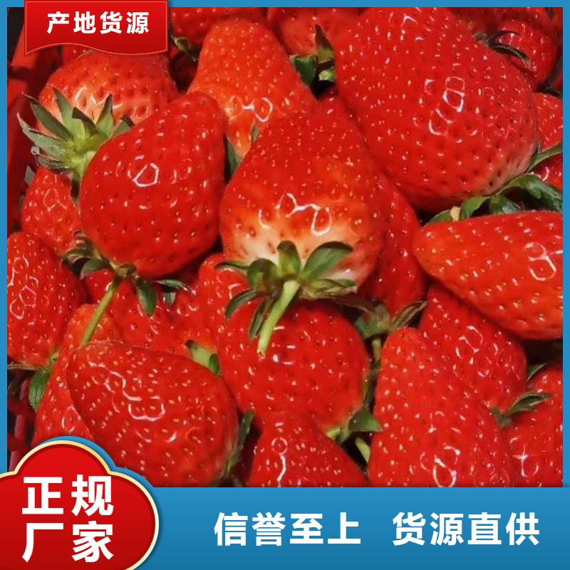 草莓廠家按需定制