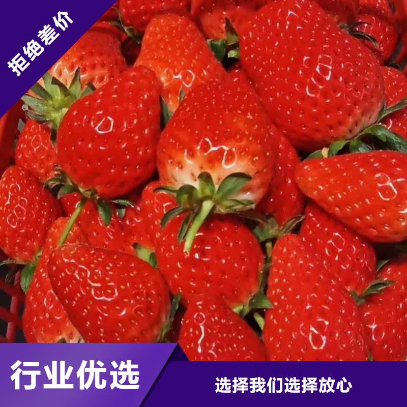 周邊草莓廠家