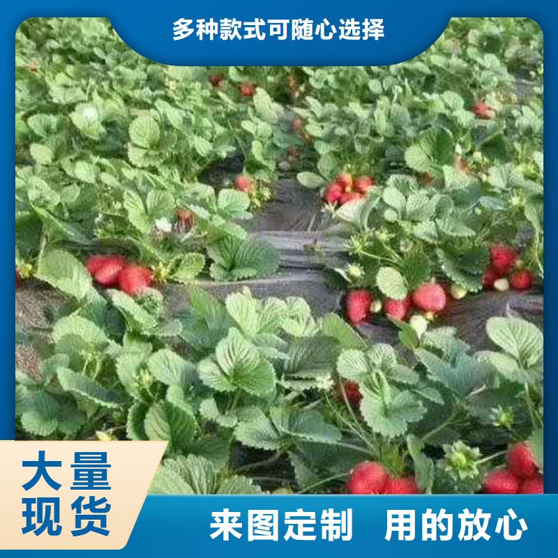 品質(zhì)保證的草莓廠家