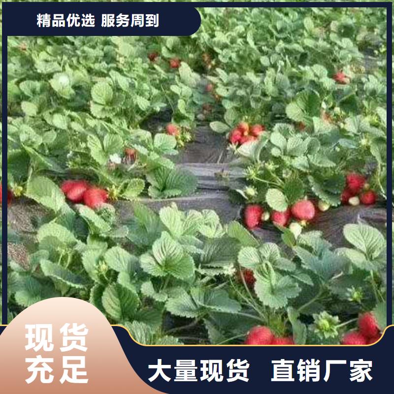 草莓知識(shí)
